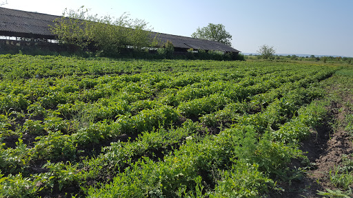 photo of Lița