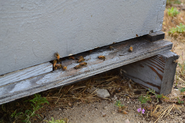 bees at the entry to one of the hives