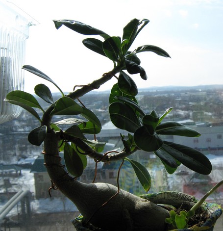 Адениумы из семян - Страница 7 Adenium_bonsai_01_032011