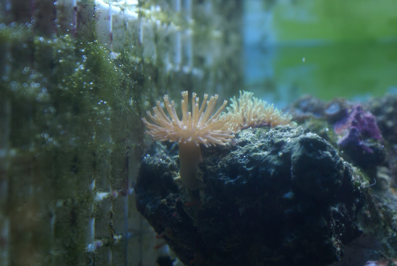Sarcophyton sp (Toadstool Mushroom Leather Coral) DSC05172