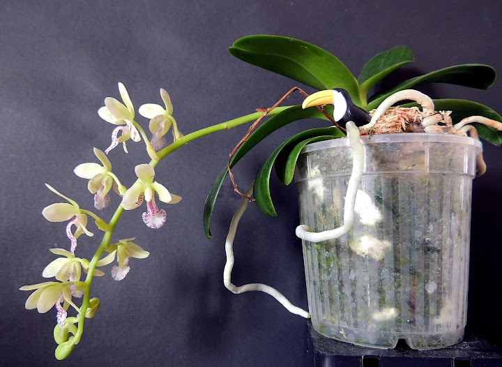Phalaenopsis (Sedirea) japonica DSCN0463