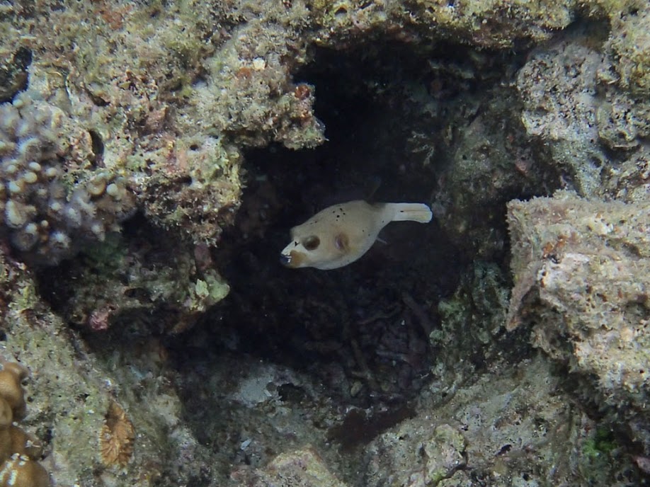 Arothron nigropunctatus Dog-face Puffer). Miniloc Island Resort reef, Palawan, Philippines.