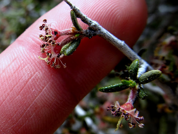 Tiny flowers on a bush