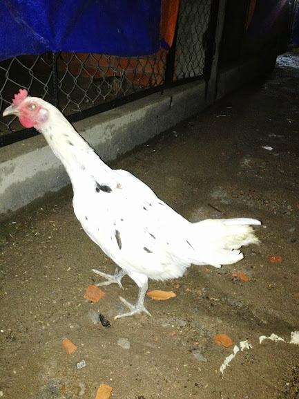 Trại   gà   peru,  mỹ   BÌNH DUONG - 3