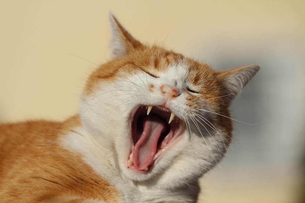 IMAGE: https://lh4.googleusercontent.com/-NE9CCsrLdSE/Tsvj2YUr26I/AAAAAAAACS4/nS6xkNbwmAE/s1024/IMG_5864.JPG