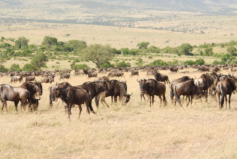 El zoo más grande del mundo - Kenya (2009) - Blogs de Kenia - Maasai Mara (27-29 de junio de 2009) (36)