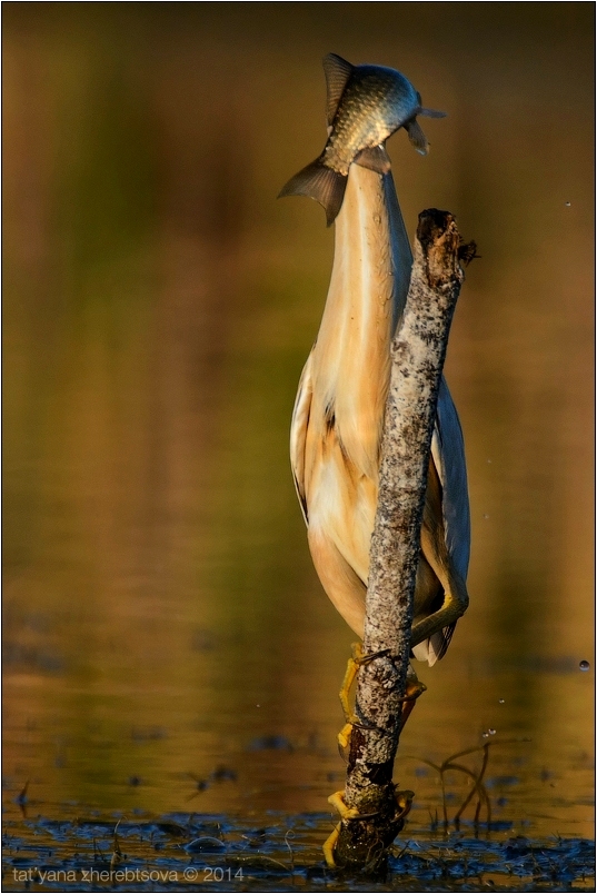 wildlife.crimea.ua
