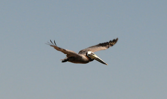 Brown Pelican texas