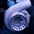 Chris pedraza avatar image