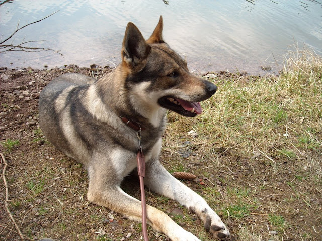 Tschechoslowakischer Wolfhund  DSCN1464