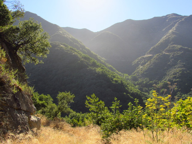 green trees and brown grasses