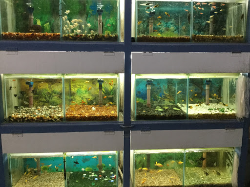 Modern Aquarium, No. 104, La Porte St, MG Road Area, Puducherry, 605001, India, Pet_Shop, state PY