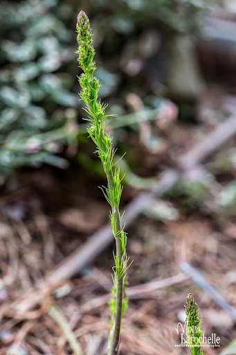 Asparagus tenuifolius Asparagus-tenuifolius-140514-37rm
