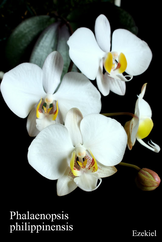 Phalaenopsis philippinensis IMG_3298