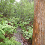 Victory Track through the ferns (149037)