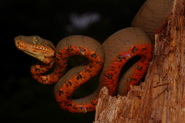 Amazon Tree Boa – Corallus hortulanus snaketalk