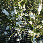 White flowers in the heath (31207)
