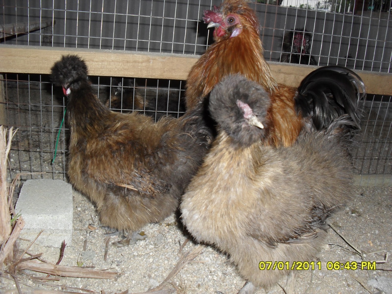 Photo Cara Membedakan Ayam Jantan alias Betina Menurut Mbak Ira