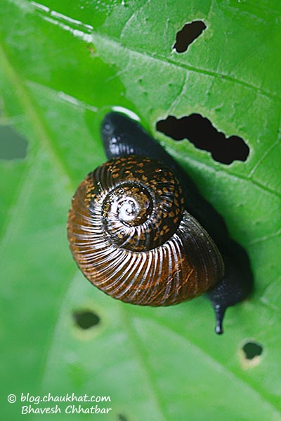 Shining bronze colored snail, also known as garden snail and Helix aspersa, eating leaves