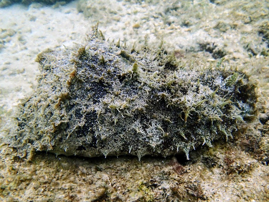 Dolabella auricularia (Sea Hare), Miniloc Island Resort reef, Palawan, Philippines.