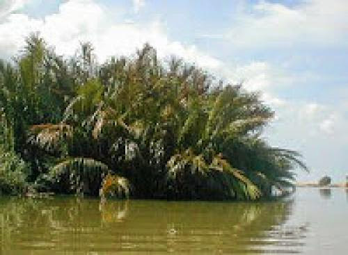 Nypa Palm Bioenergy