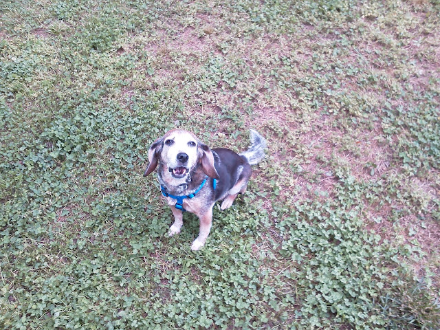 Beaglefest 2012 Forrester
