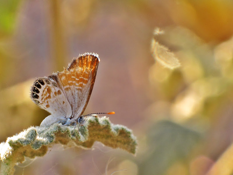 IMAGE: https://lh4.googleusercontent.com/-NpHX--Bahcg/TlyIHtBVeDI/AAAAAAAAAS8/A5B4fxJBhKA/s800/Butterfly%25252002.jpg