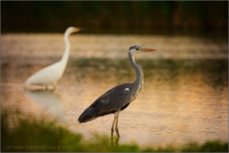 wildlife.crimea.ua