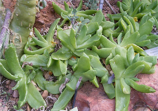 Glottiphyllum latifolium