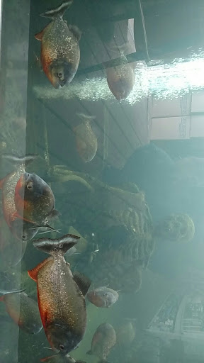 Tropical Fish Store «Ocean Aquarium», reviews and photos, 6820 E Black Horse Pike, Egg Harbor Township, NJ 08234, USA