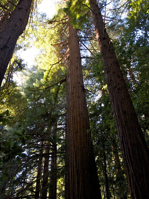 Memorial Redwoods Memorial Redwoods
