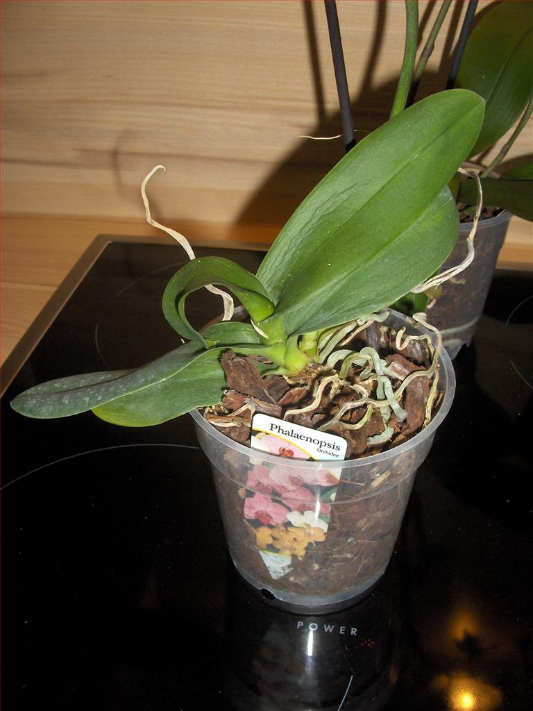 Orchidee in fiore: Tre nuove Phalaenopsis da recuperare.