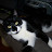 mallowpuss avatar image