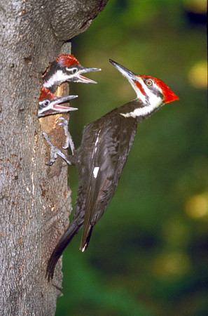 Pileated Woodpecker with Young Ones