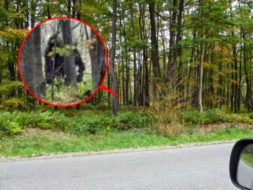 Compelling Footage Of Skunkapebigfoot From Lettuce Lake Park Florida In January 2015