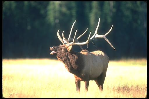 exZOOberance: American Elk exZOOberance: American Elk