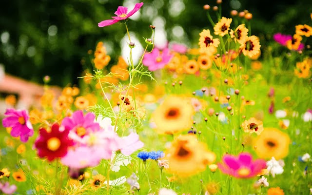 Hình ảnh cây cỏ hoa lá đẹp, anh dep Blog