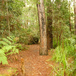 Track to the Pines picnic area in the Watagans (320741)