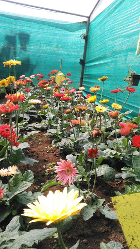 Flora Nursery, Hiruthyuaraj, Flora cottage samayapuram alwarpet conwal road.near sims park, Alwarpet, Coonoor, Tamil Nadu 643101, India, Wholesale_Plant_Nursery, state TN