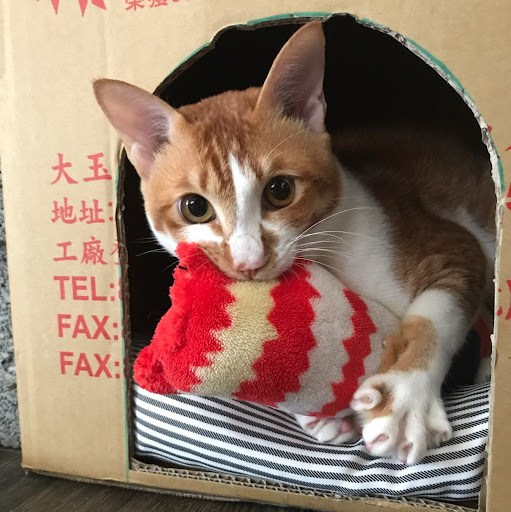 使用者頭像1