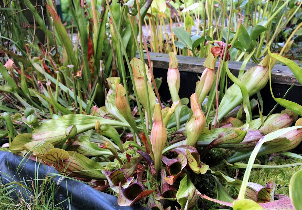 Projet de "tourbière" pour plantes carnivores IMG_8467