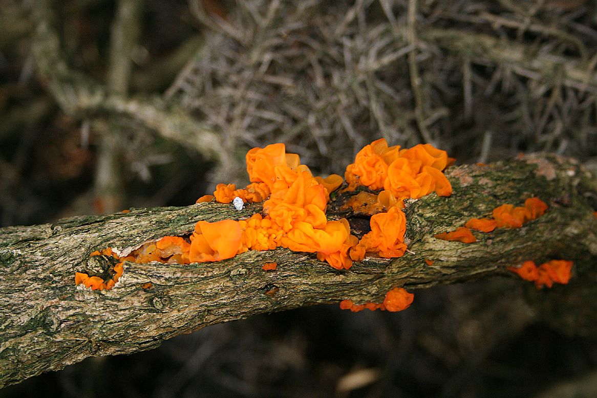 Гриб дрожалка. Дрожалка оранжевая (Tremella mesenterica). Дрожалка оранжевая съедобный гриб. Гриб Дрожалка желтая. Дрожалка листоватая Tremella foliacea.