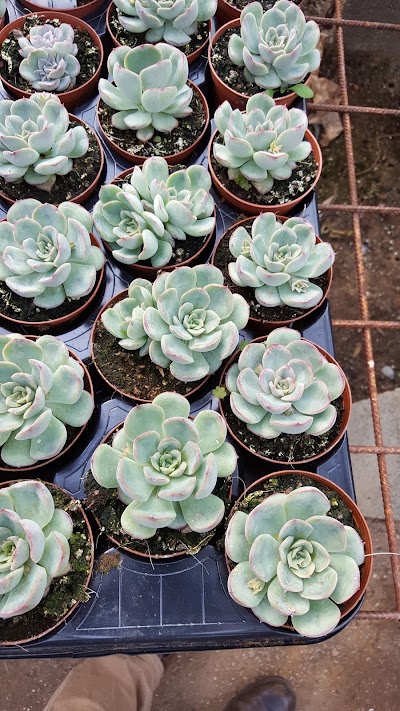 Photos of Cactus Farm