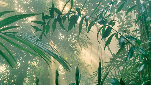Rainforest in Mist, Costa Rica.jpg