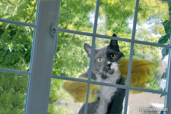 Кот на хозяйстве... Кот на хозяйстве...
