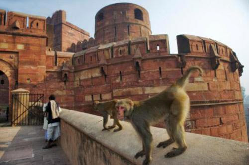 The Monkey Dare Steal Treasures To Be Indians Worship Animal