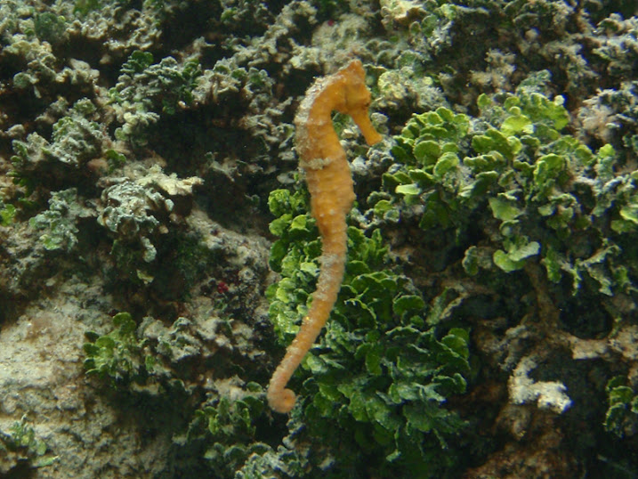 Hippocampus reidi (Longsnout Seahorse) at the sea wall South of the Victoria House peir, Ambergris Caye, Belize.