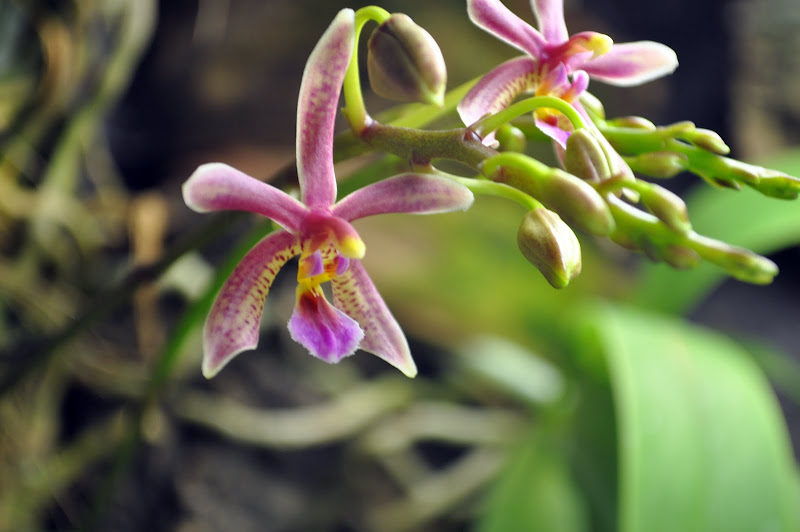 Phalaenopsis New Horizon [Mise à jour photos !!] DSC_0117