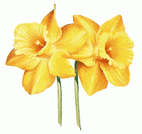 Daffodil Magick