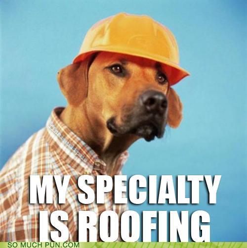 photo of a dog wearing a hard hat:his specialty is roofing